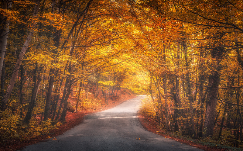 Vertu Honda's Guide To Autumn Driving
